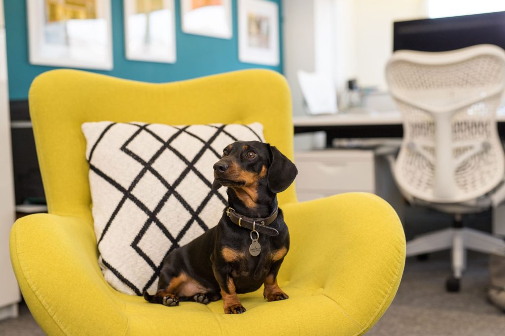 Eggu office dog Eggy